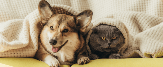 Pet-Friendly Living at Tradehub21: Join Us for an Awesome Paw-some Day!