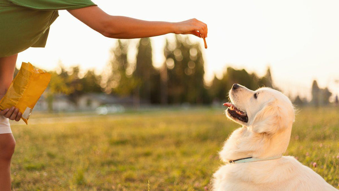 "Paws at HomesToLife" Tradehub, A Pet Carnival!